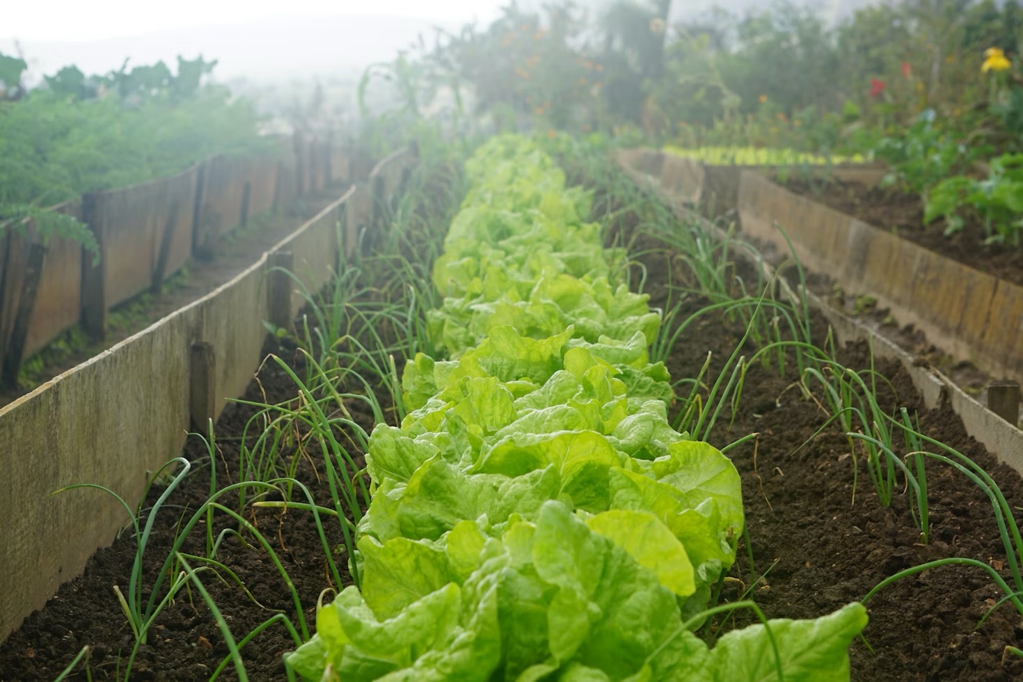 The Best Soil Mix for Raised Garden Beds (Simple Recipe) 🌱