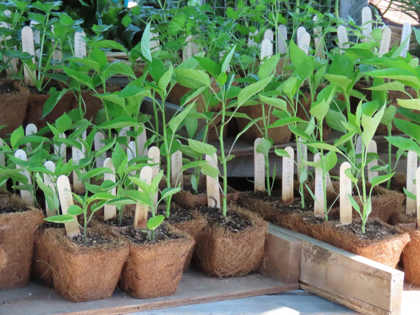 Hardening Off Seedlings: A Beginner-Friendly Step-by-Step Guide 🌱
