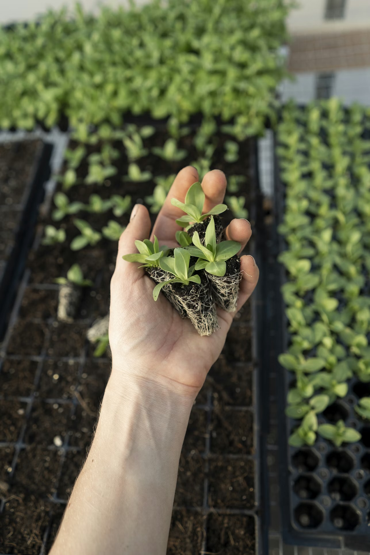 🌱 What to Plant After Last Frost (Spring Planting Guide)